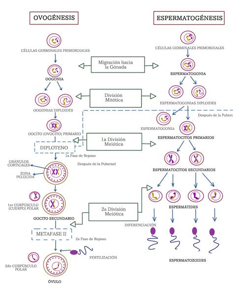 Ovogenesis Y Espermatogenesis