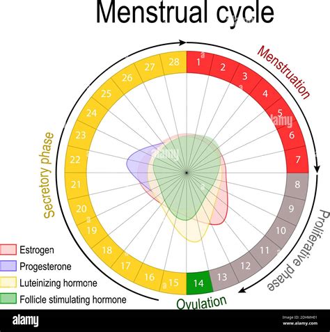 Ovulation Hormone Chart