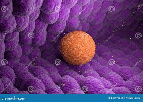 Ovum Plural