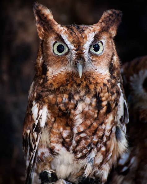 owl colors