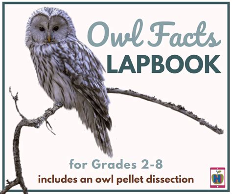 Owl Lapbook For Elementary Amp Middle School Students Owl Pellet Worksheet 4th Grade - Owl Pellet Worksheet 4th Grade