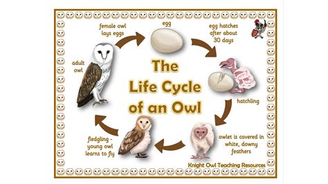 Owl Life Cycle