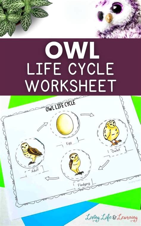 Owl Life Cycle Worksheets Free Homeschool Deals Owl Math Worksheets - Owl Math Worksheets