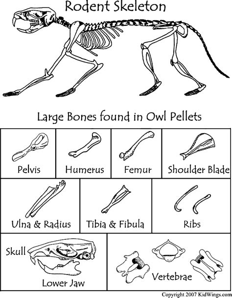 Owl Pellet Dissection Worksheet