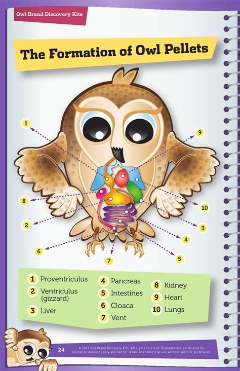 Owl Pellet Dissection Worksheet Also Owl Pellet Lab Owl Math Worksheets - Owl Math Worksheets
