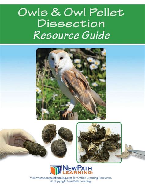 Owls And Owl Pellet Dissection Resource Guide Grades Owl Pellet Worksheet 4th Grade - Owl Pellet Worksheet 4th Grade