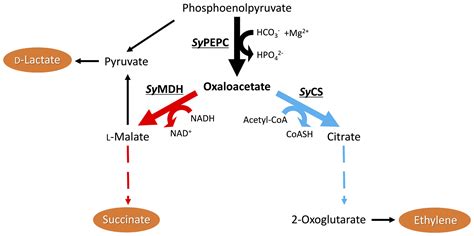 Oxaloacetat
