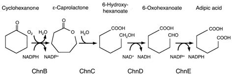 Oxidation Of Cyclohexanone To Adipic Acid Discussion