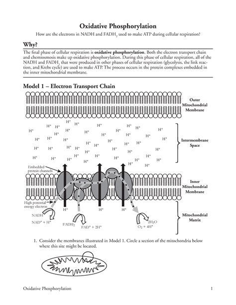 Oxidative Phosphorylation Pogil Answer Key
