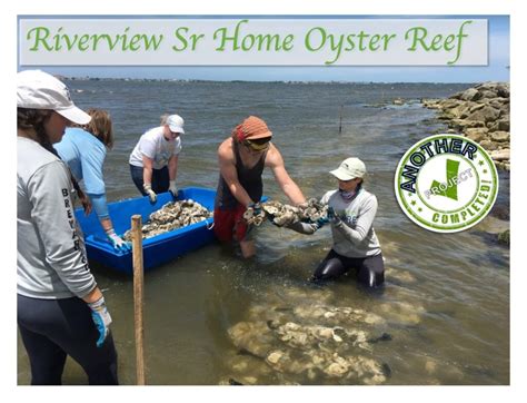 oyster > Brevard Indian River Lagoon Coalition