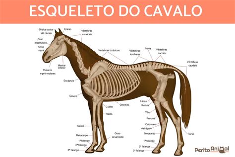 Pé Em Equino