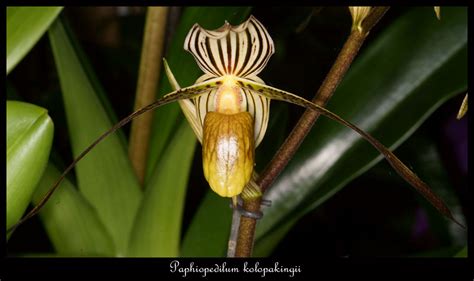 p.txt - Paphiopedilum kolopakingii Symbol question.svg...