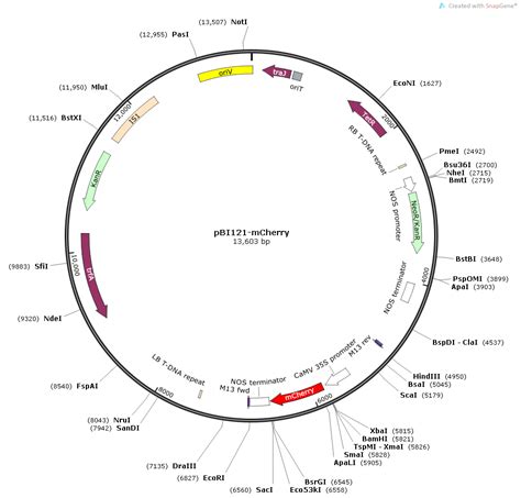 pBI121-mCherry Plant Expression Vector 植物表达载体 - 上海懋康 …