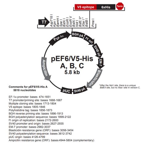 pEF6/V5-His A, B, C - Thermo Fisher Scientific