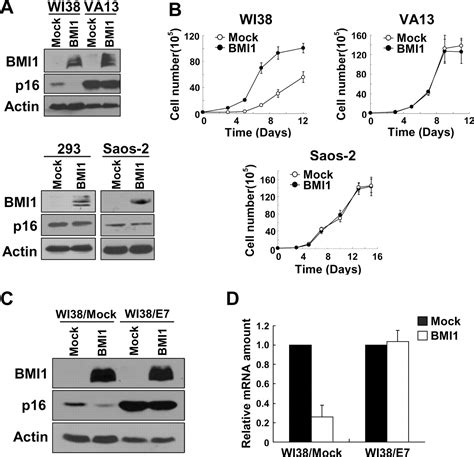 pRB family proteins are required for H3K27 trimethylation and …