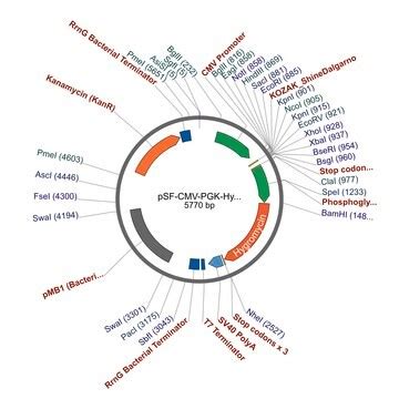 pSELECT-hygro : Dual expression cassette plasmid with hygromycin …