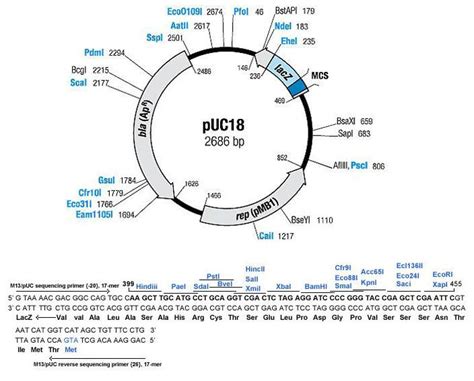 pUC18 – Probably the Best High-Copy plasmid in the World!