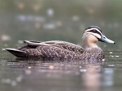 Pacific Black Duck