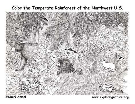 Pacific Northwest Animals Temperate Rainforest Coloring Page Rainforest Animals Coloring Page - Rainforest Animals Coloring Page