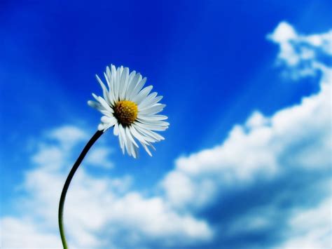 Padang Bunga Langit Biru Awan Putih Dan Gradasi Warna Langit - Gradasi Warna Langit
