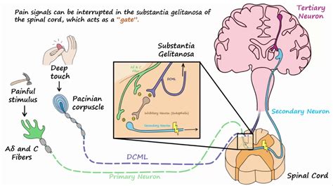 Pain Gate Theory
