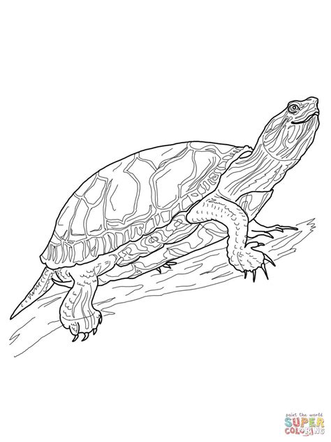 Painted Turtle Coloring Page   36 Turtle Coloring Pages Free Pdf Printables Monday - Painted Turtle Coloring Page