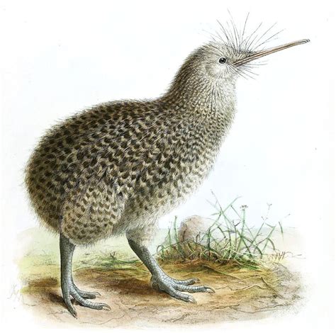 Pajaro Kiwi