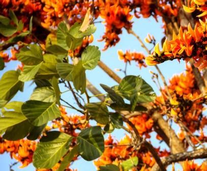 Palash Tree Leaves