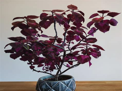 palettblad utomhus vinter