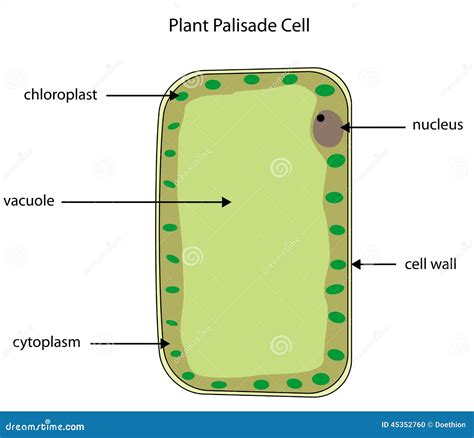Palisade Cell