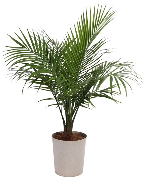 palm tree in pot uk