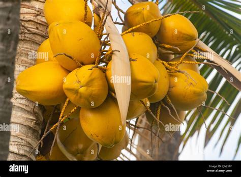 Palma De Coco