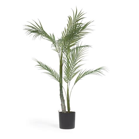 palmträd på engelska