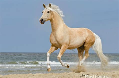 Palomino Horse Running
