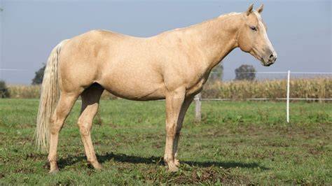 palomino horses