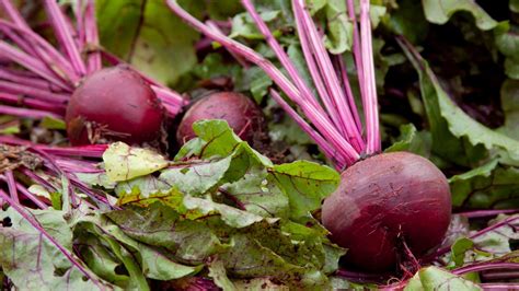 pancar | Pancar Sentul Camping Prewedding Terbaik 2024 di