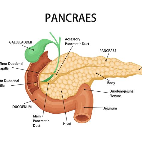 pancreas anatomy