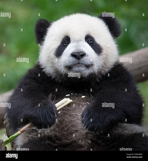 Panda Bear Panda Bear