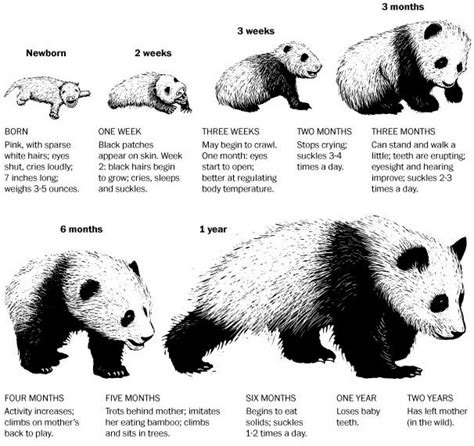 Panda Levels Of Classification