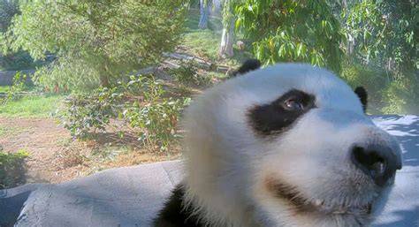 panda live nudes