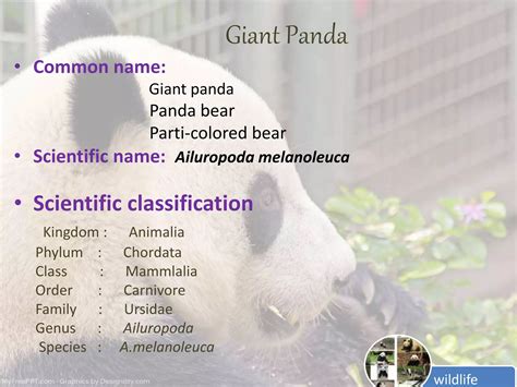 Panda Scientific Name