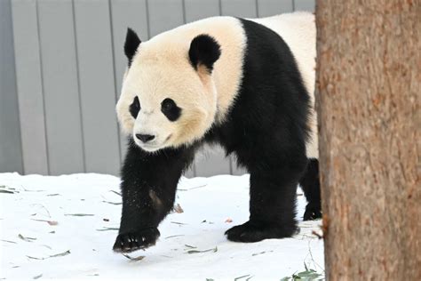 panda washington dc