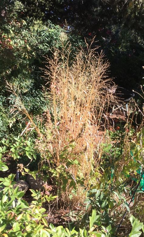 panicum northwind vs heavy metal