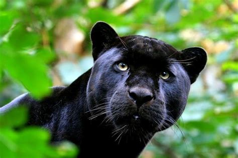 panter dier informatie