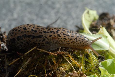 pantersnigel mördarsnigel