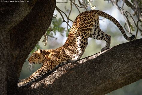 Panthera Pardus Adersi