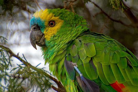 papagaios - nearshoring
