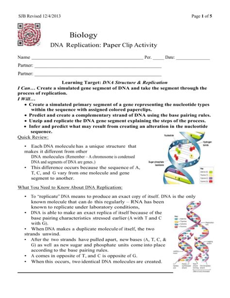 Paper Clip Dna Replication Activity Answers
