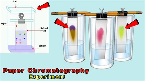 Read Online Paper Chromatography Lab Procedure 