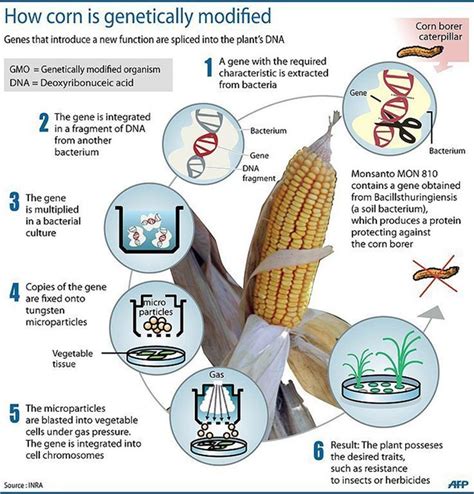 Full Download Paper On Genetically Modified Foods 